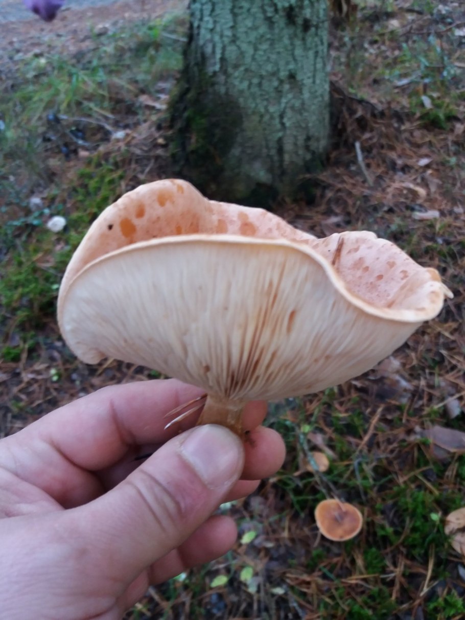 Говорушка буро-желтая