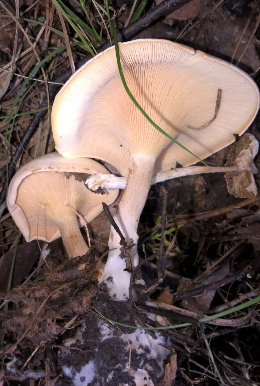 Говорушка буро-желтая Clitocybe Gilva