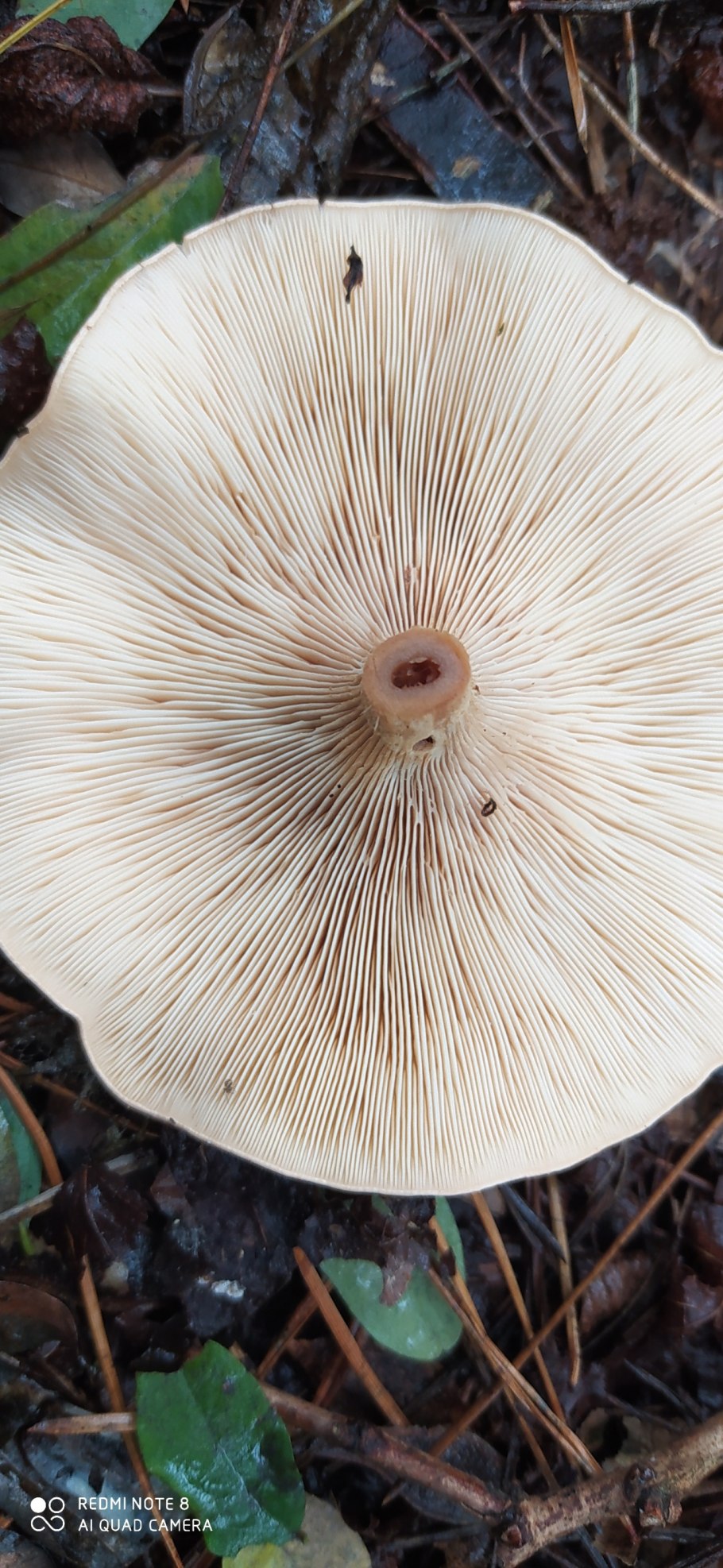 Говорушка буро-жёлтая (Paralepista Gilva)