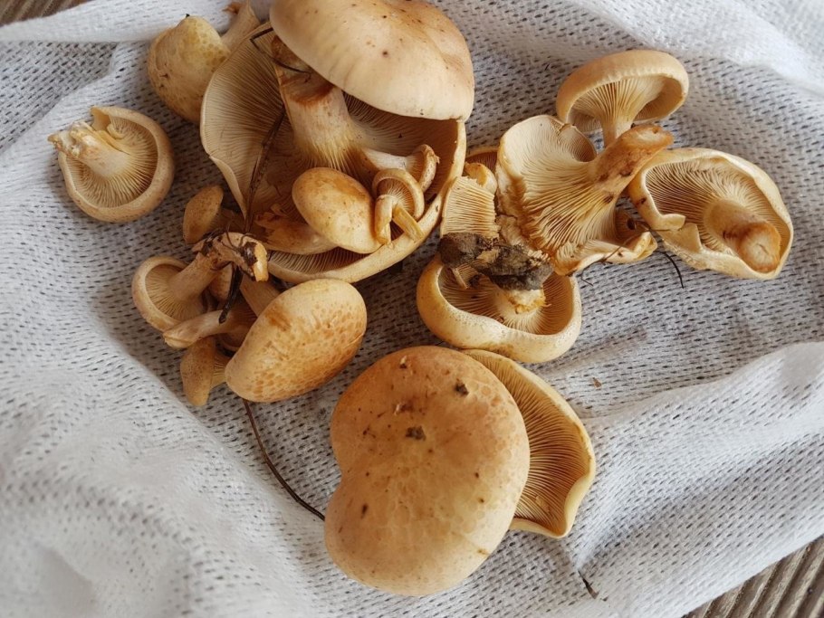 Говорушка буро-желтая рядовка