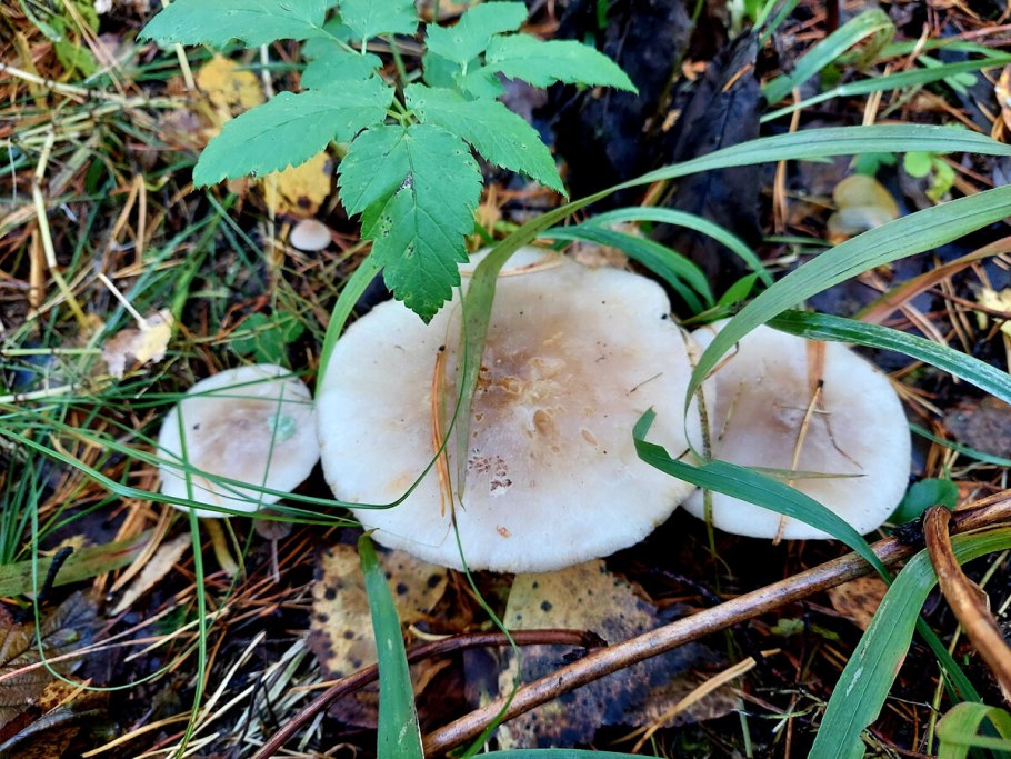 Говорушка буро-желтая Clitocybe Gilva