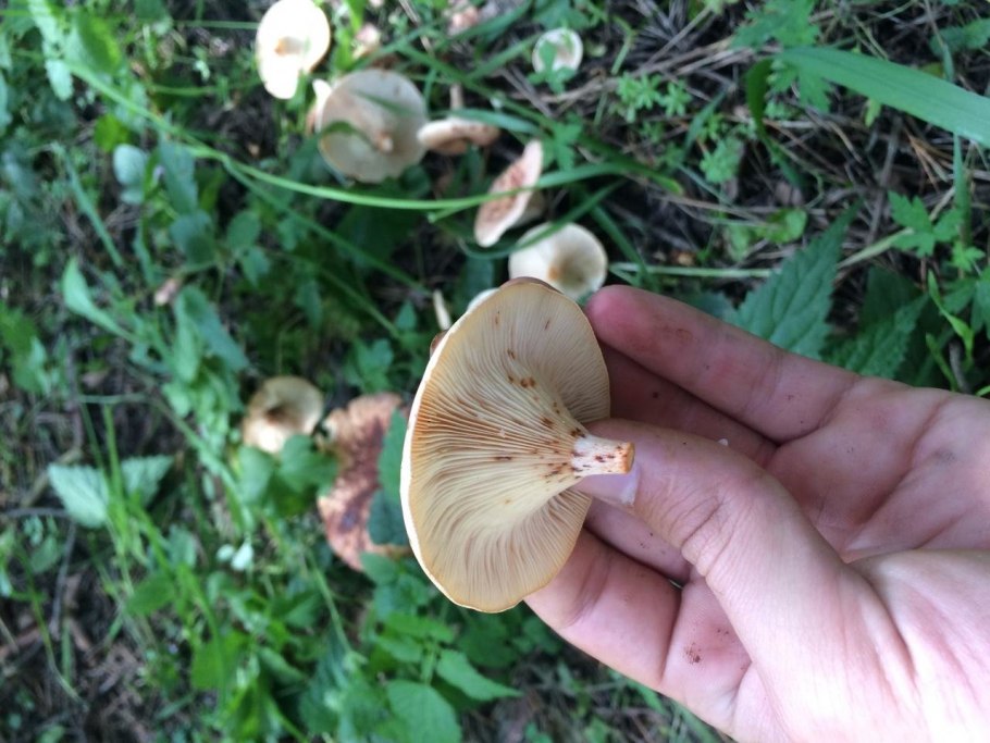 Говорушка буро-жёлтая (Paralepista Gilva)