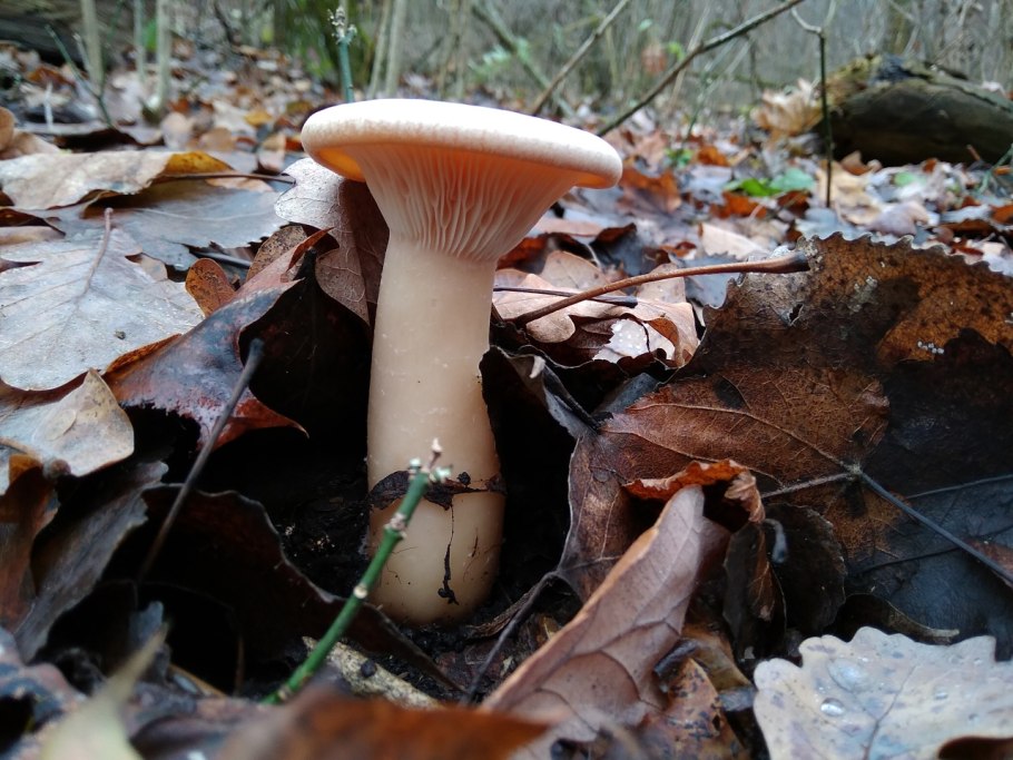 Говорушка подогнутая infundibulicybe geotropa