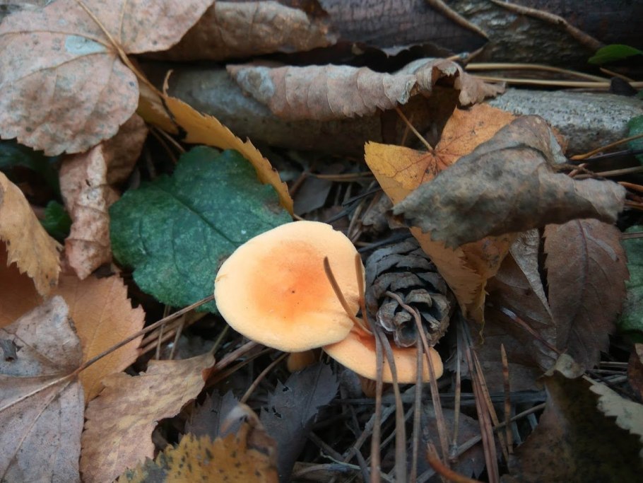 Говорушка оранжевая гриб