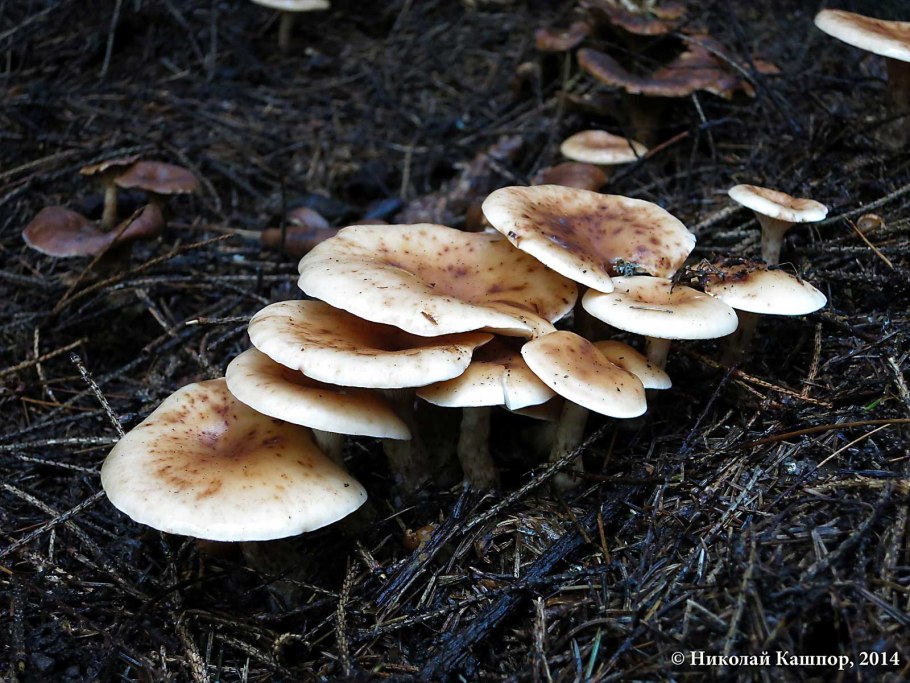 Говорушка буро-желтая