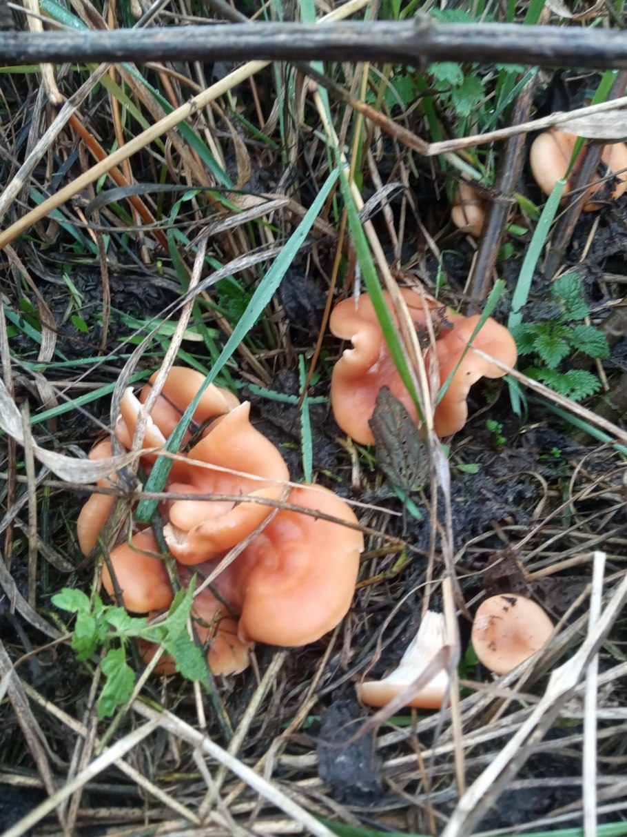 Говорушка рыже-бурая