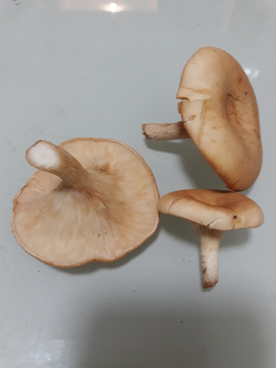 Говорушка буро-желтая Clitocybe Gilva