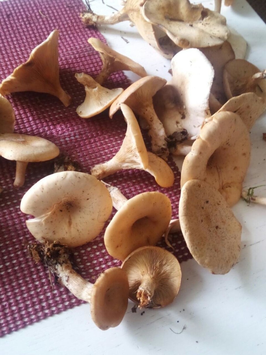 Говорушка буро-желтая Clitocybe Gilva