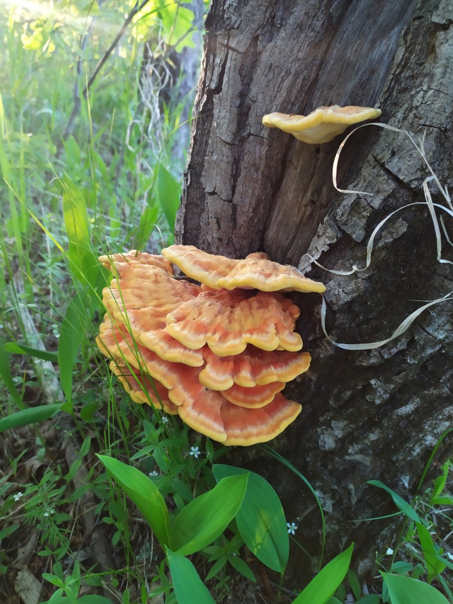 Трутовик весенний