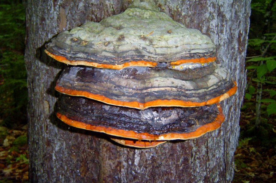 Пластинчатый гриб на дереве