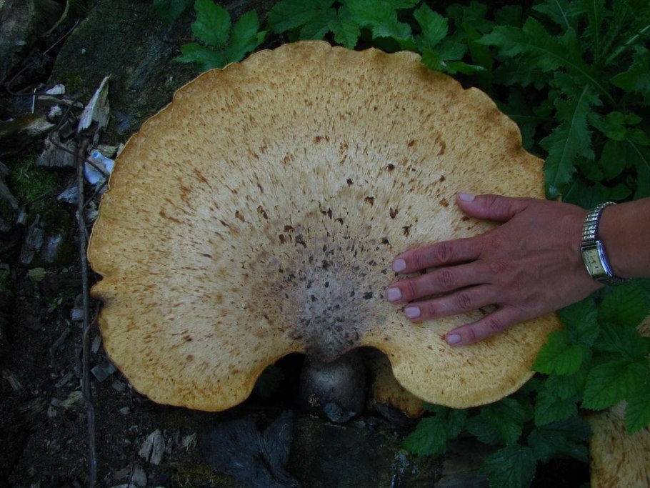 Трутовик Лапландский