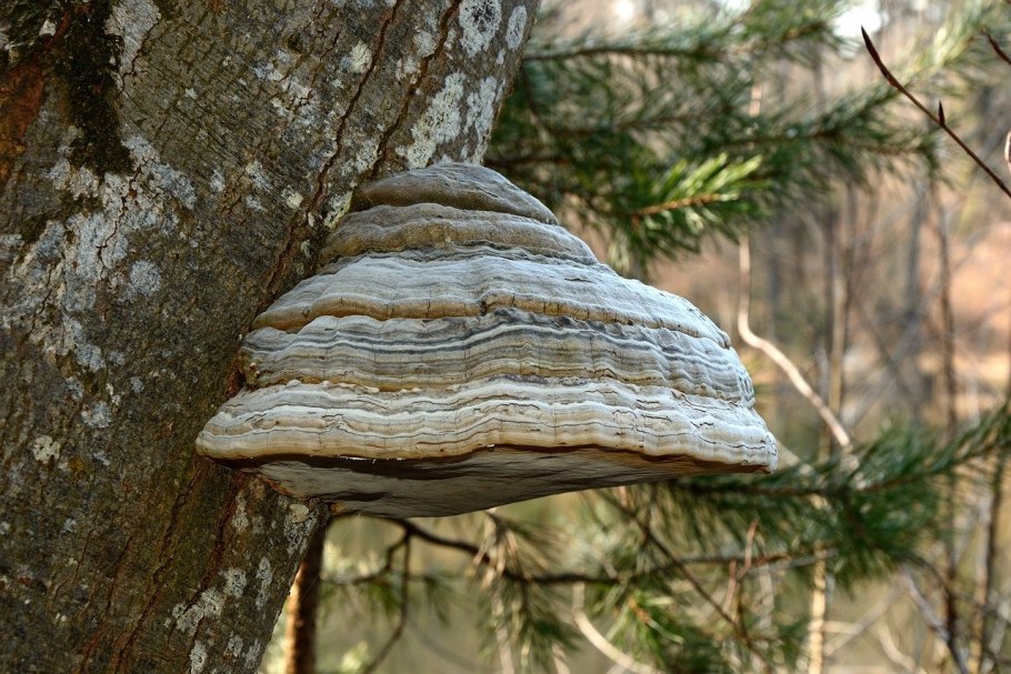 Трутовик настоящий fomes fomentarius