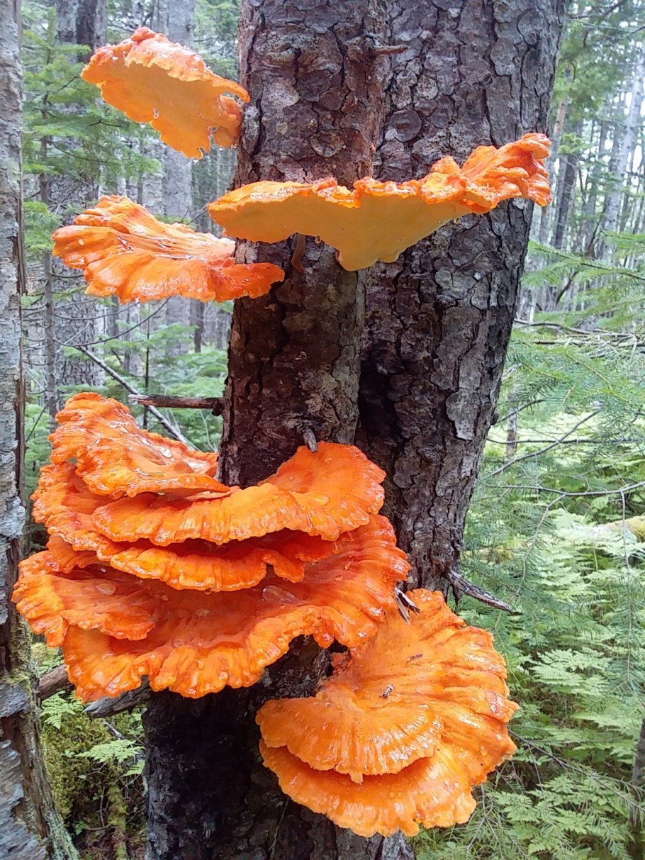 Подорешник Сахалинский гриб