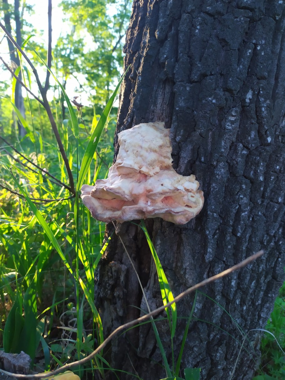 Трутовик косотрубчатый