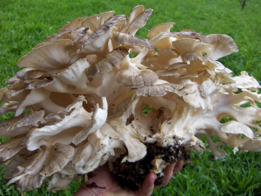 Трутовик дымчатый