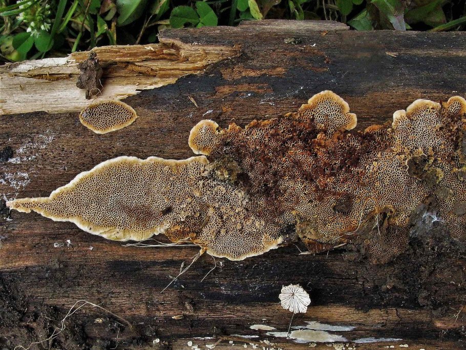 Gloeophyllum trabeum