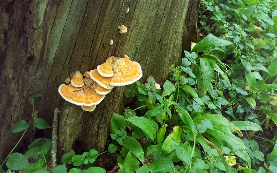 Серно желтый трутовик