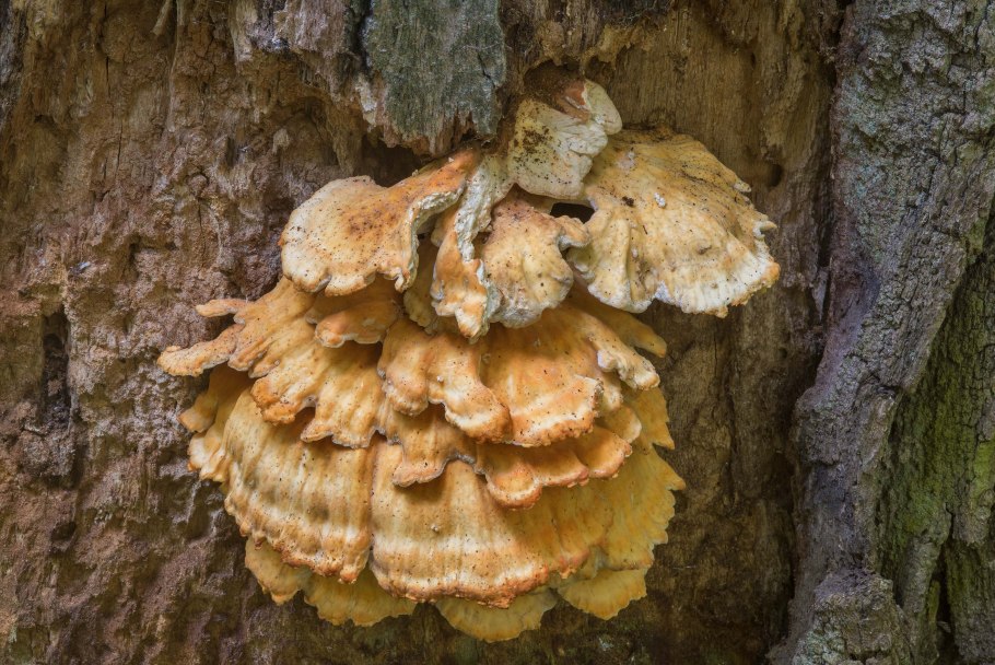 Laetiporus sulphureus