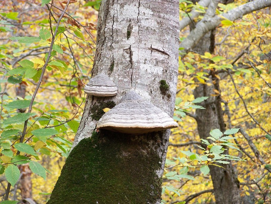 Трутовик серно-жёлтый