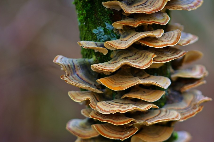 Gloeophyllum trabeum – Глеофиллум бревенчатый