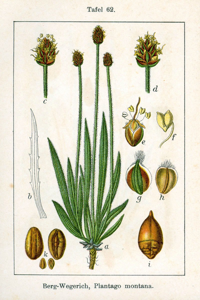 Plantago atrata