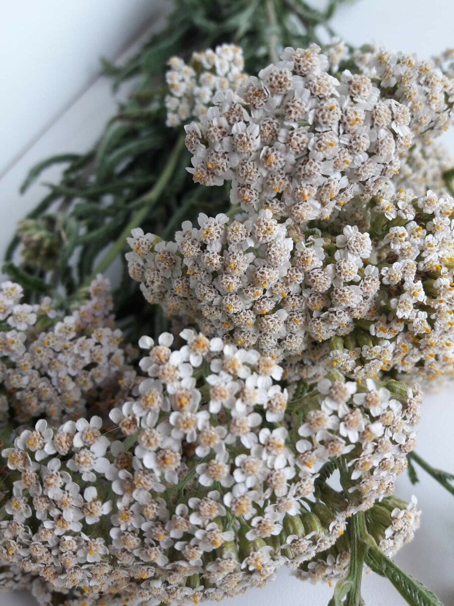 Тысячелистник голый