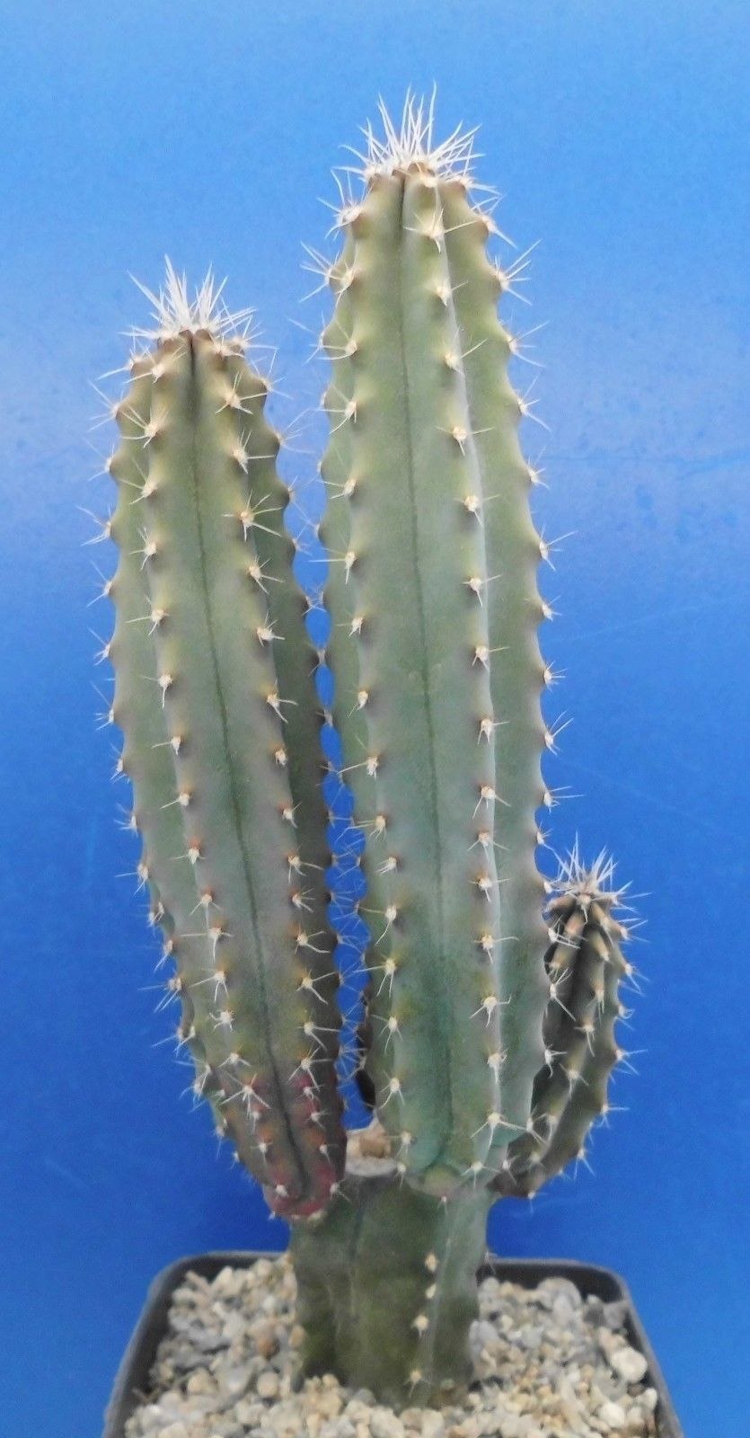 Миртиллокактус