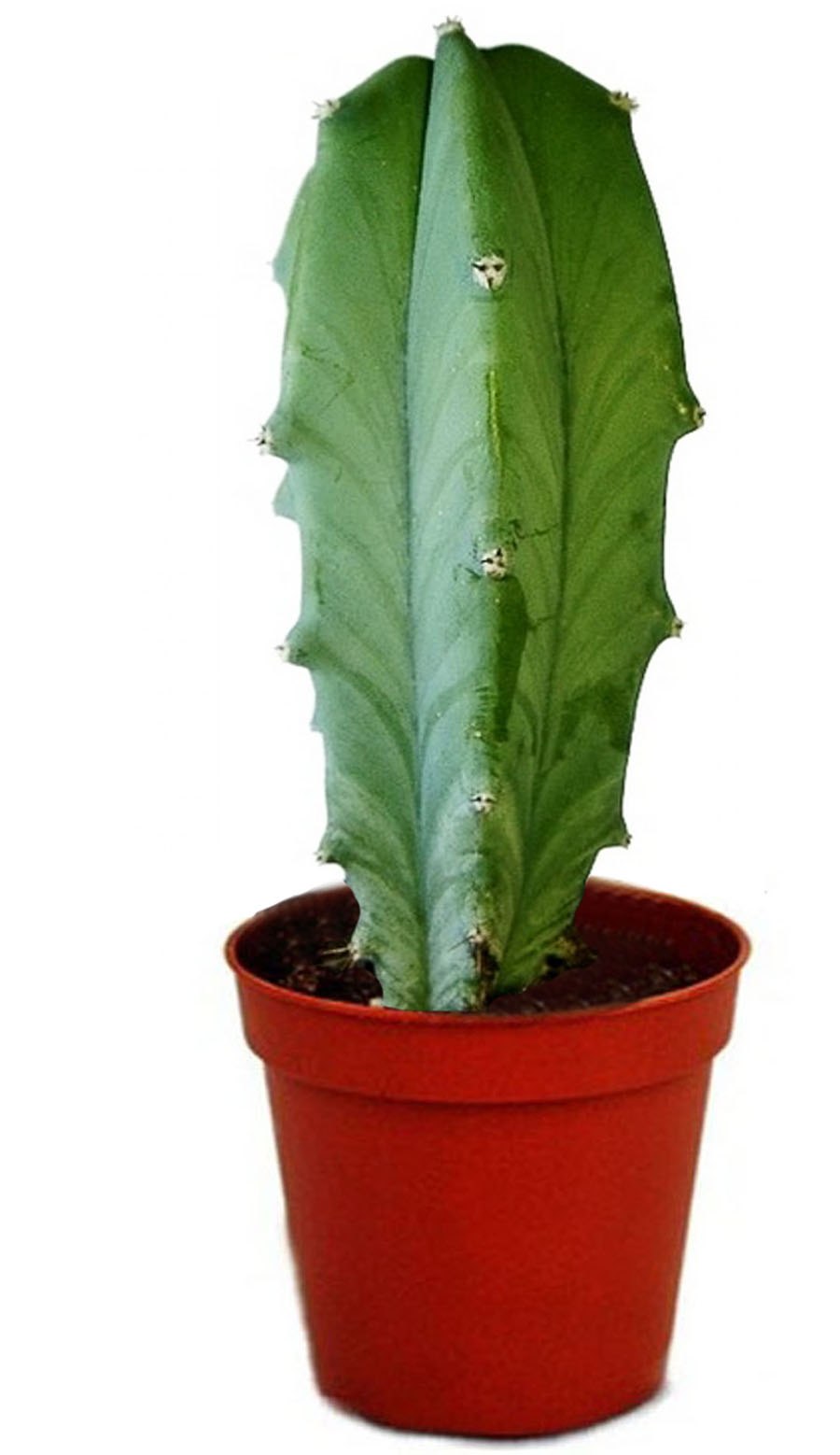 Кактус Миртиллокактус