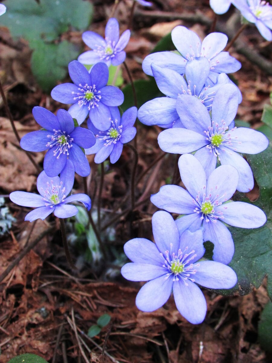 Печеночница благородная (hepatica Nobilis)