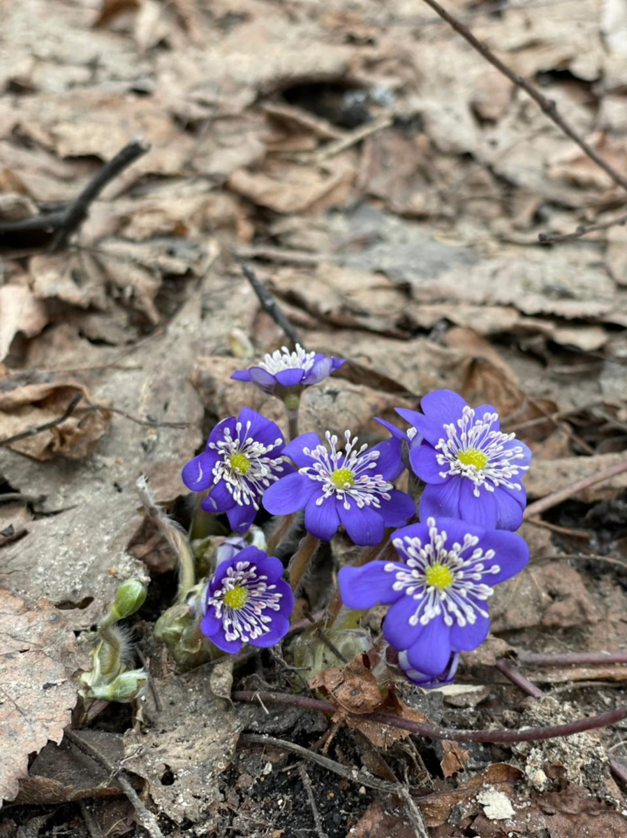 Печеночница остродольчатая