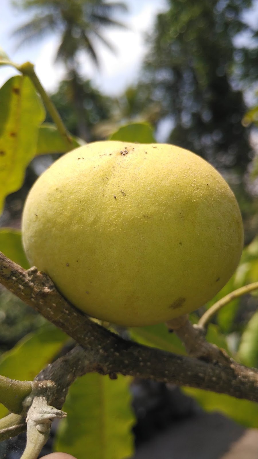 Необычные фрукты