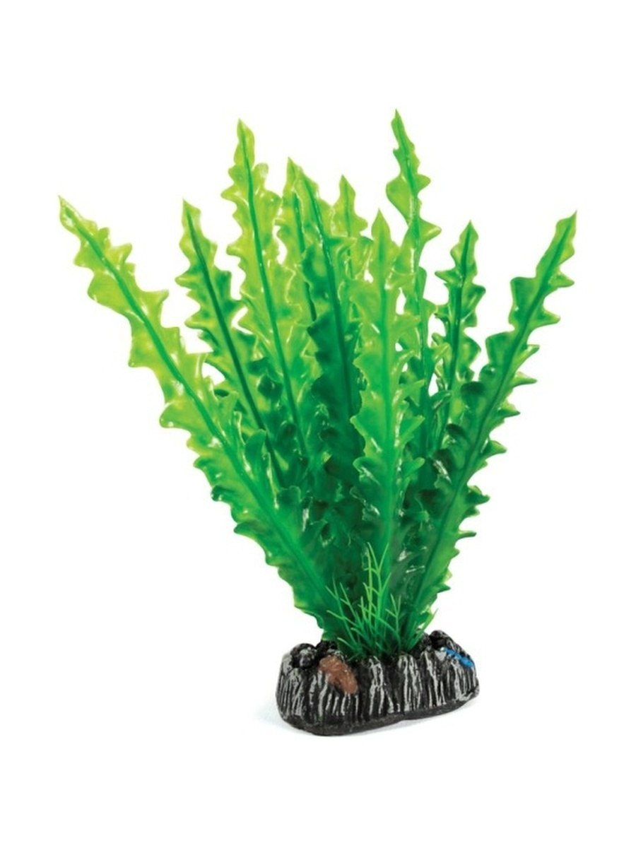 Апоногетон Хенкеля