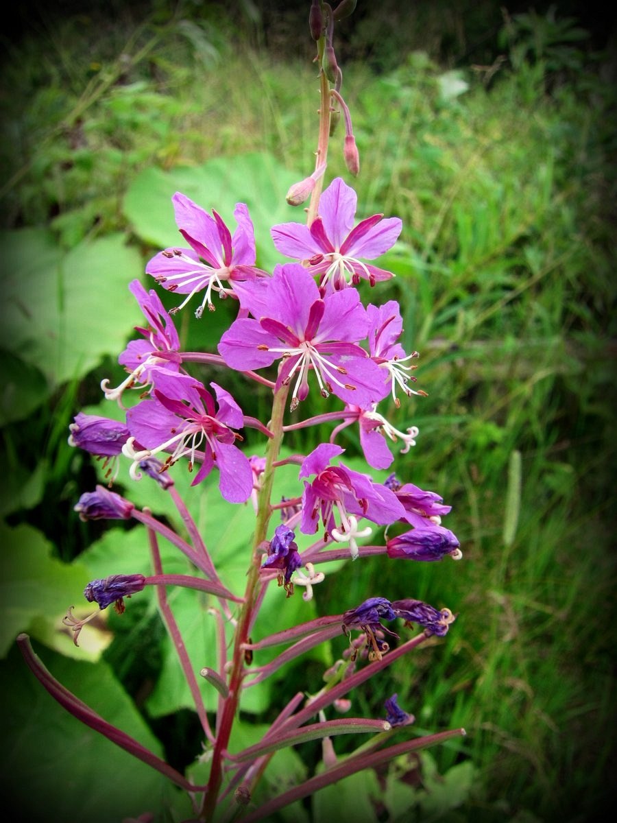 Кипрей узколистный