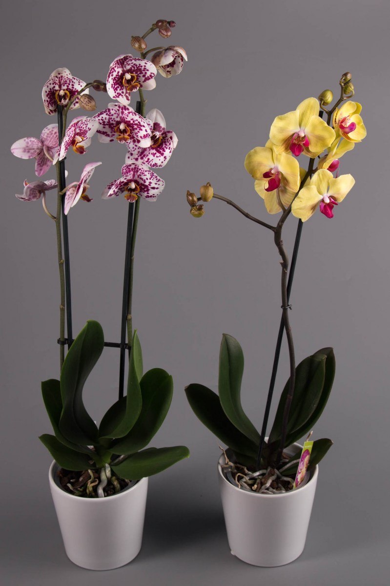 Фаленопсис сорт Mira