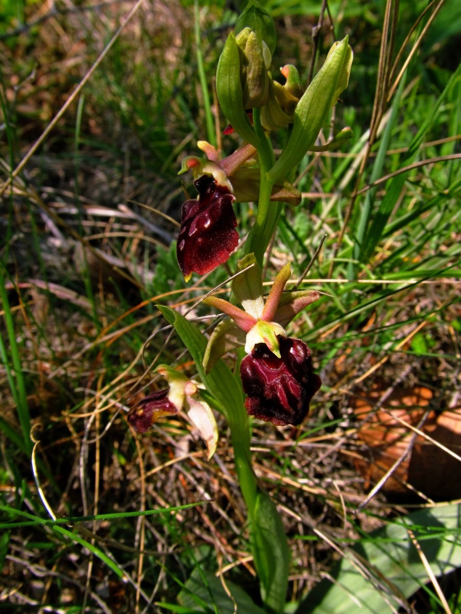 Ophrys Caucasica