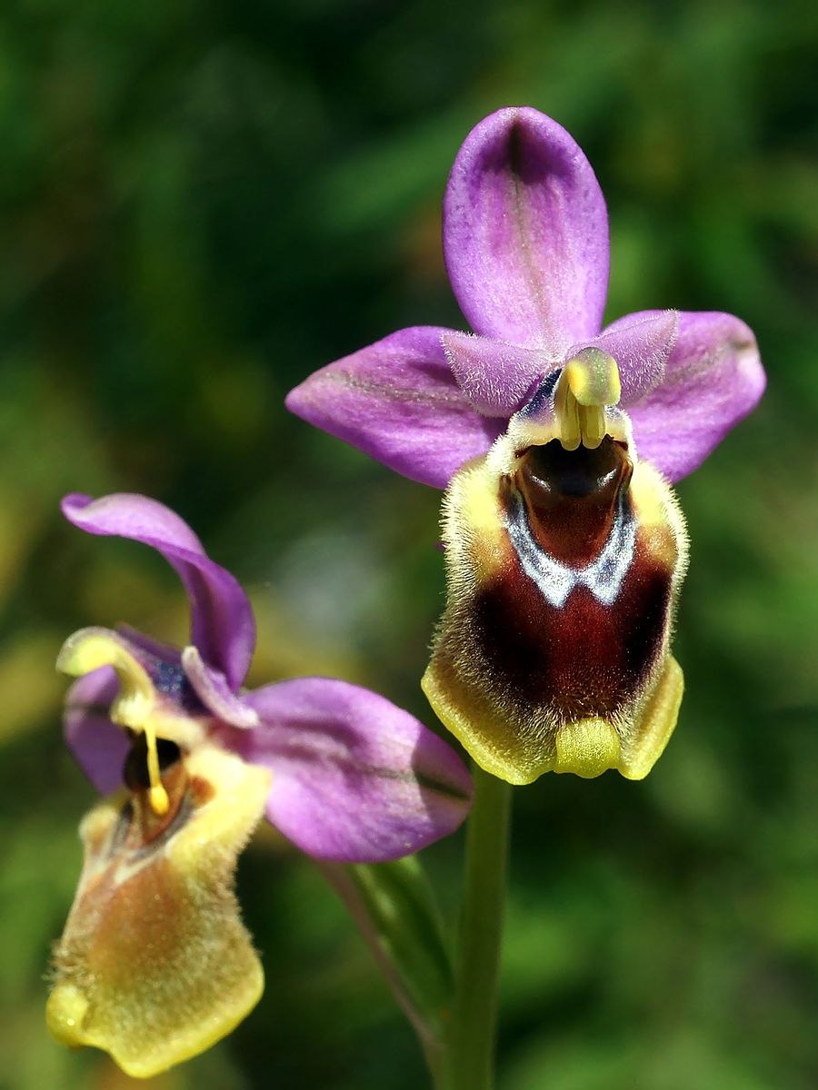 Орхидея Офрис пчелоносная