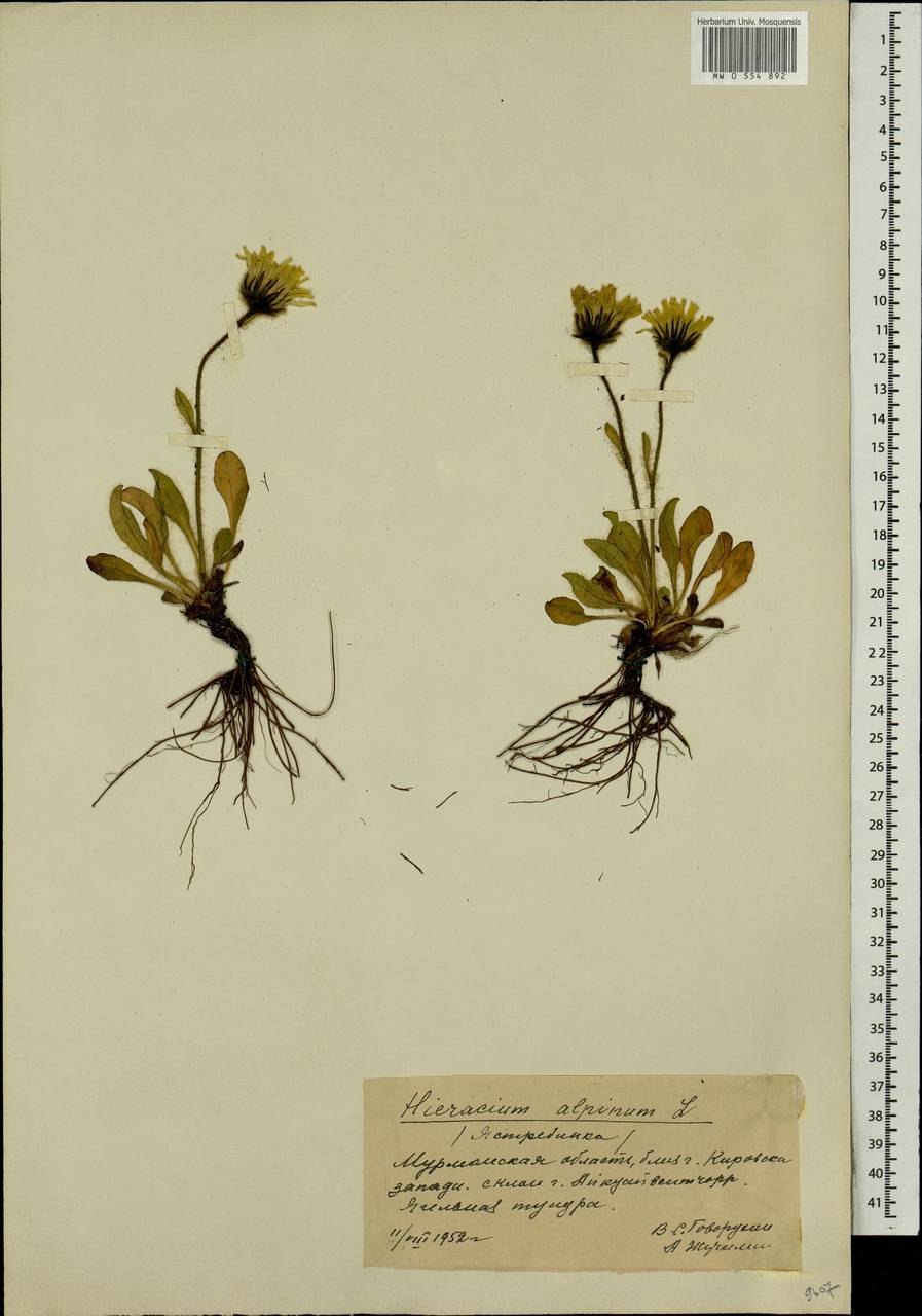 Ястребинка румянковая