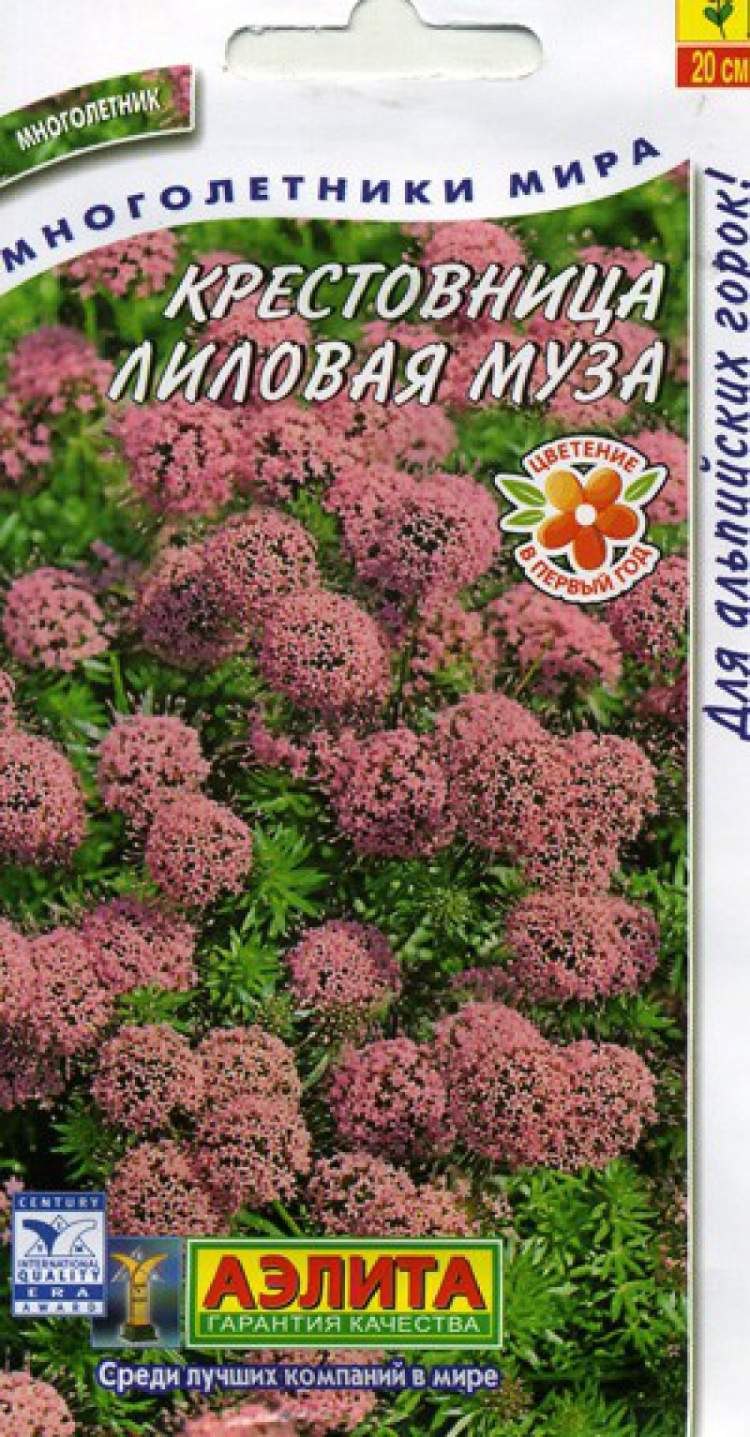 Фуопсис многолетник