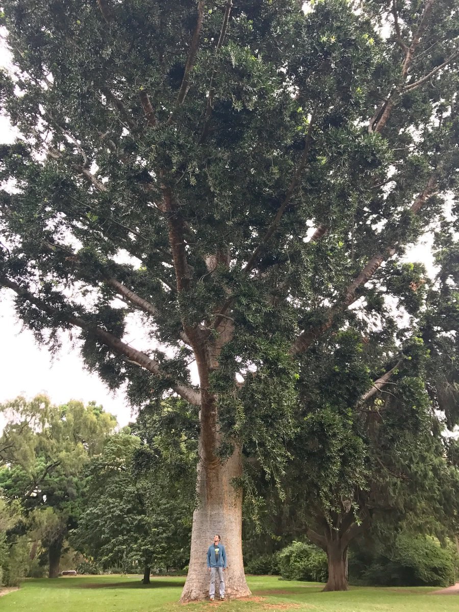 Сосна Каури