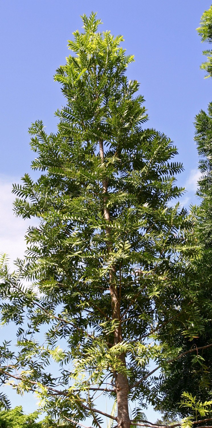 Хвойное дерево агатис