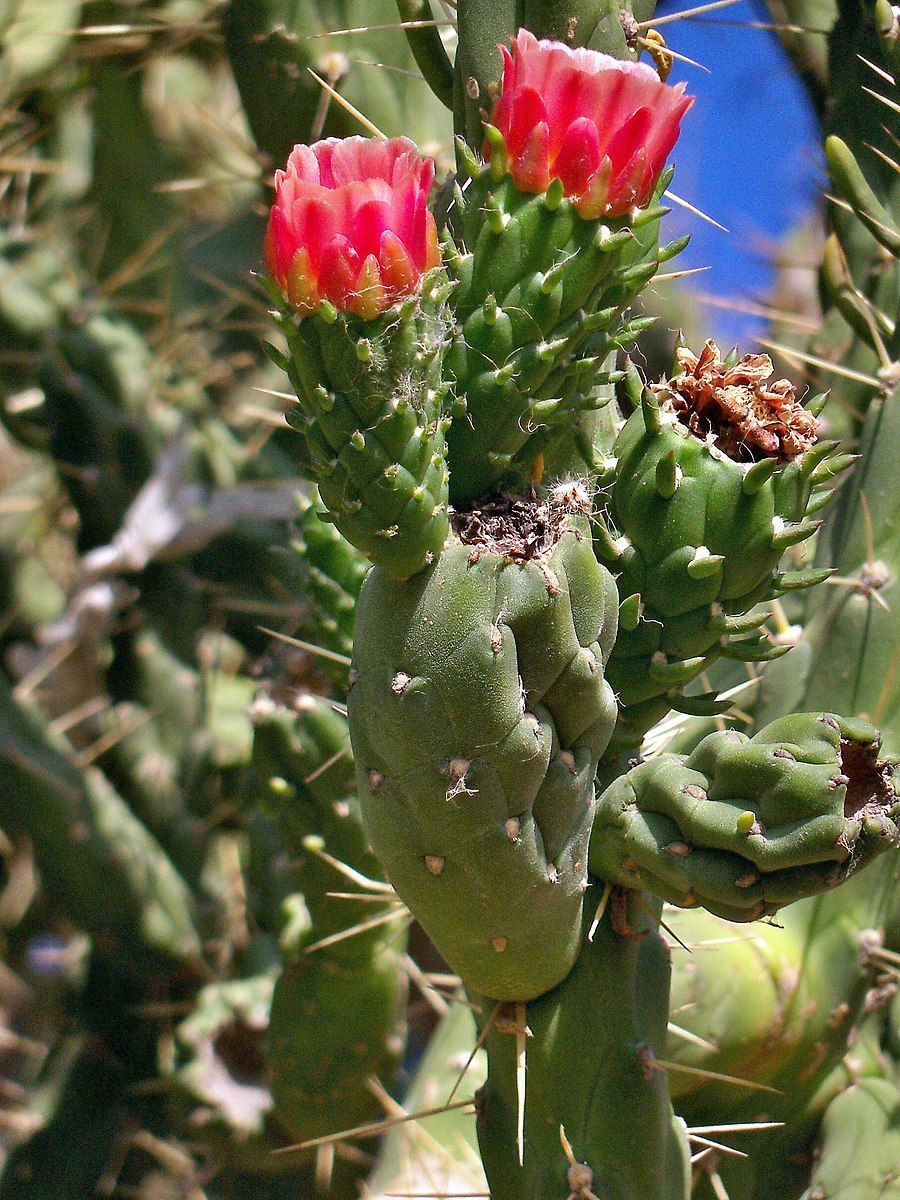 Кактусы Чолла стреляют иглами