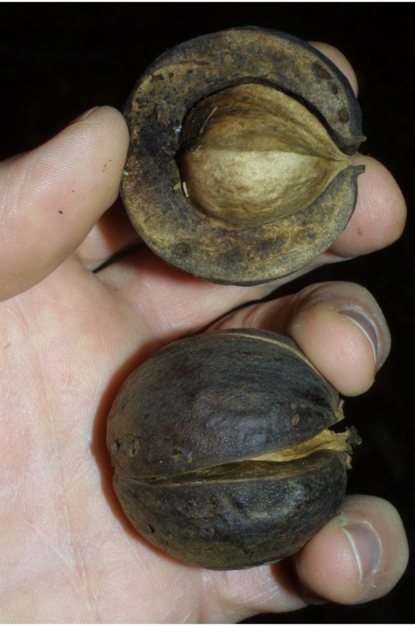 Плоды ореха Гикори лохматого