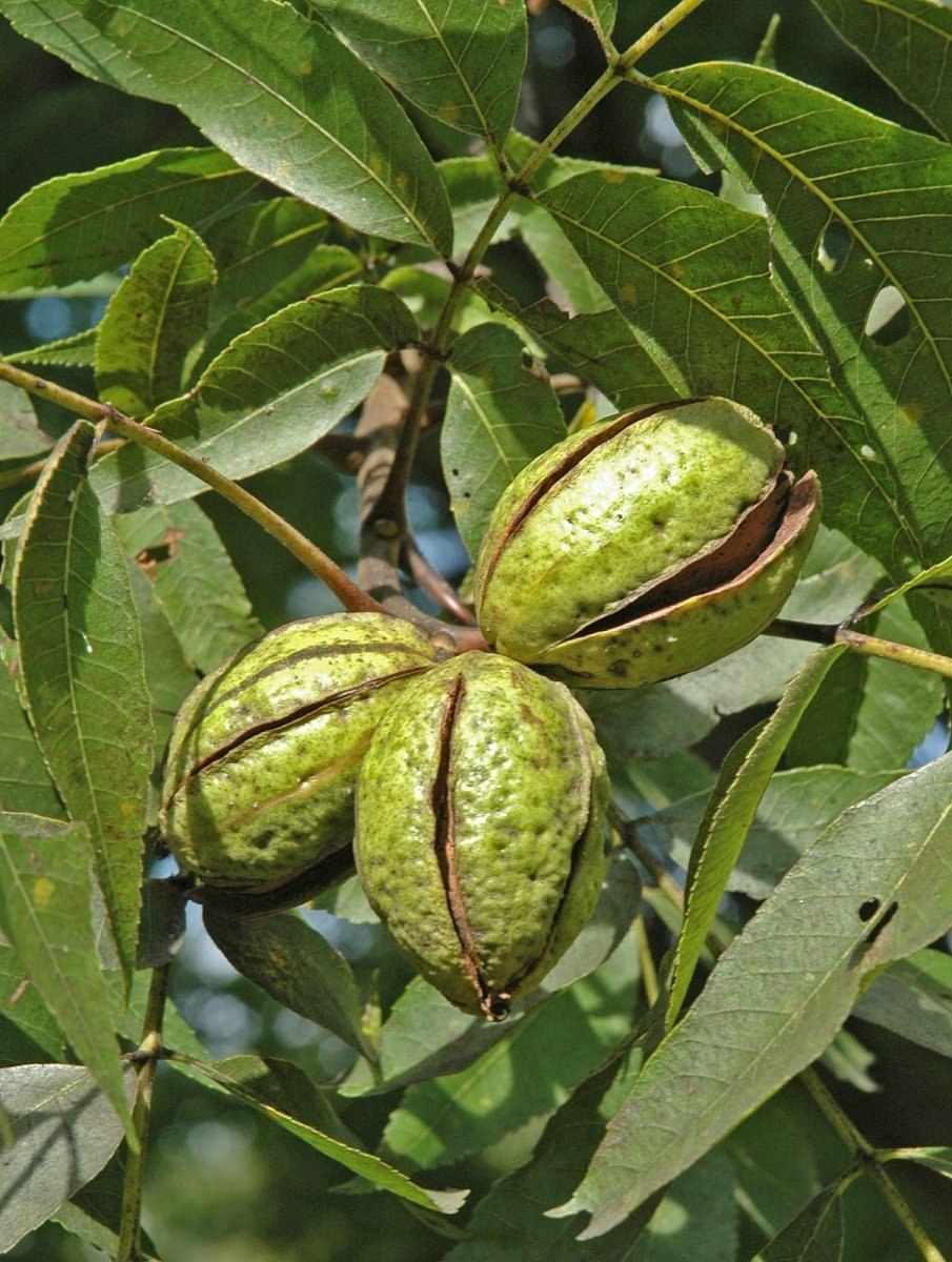 Кария яйцевидная