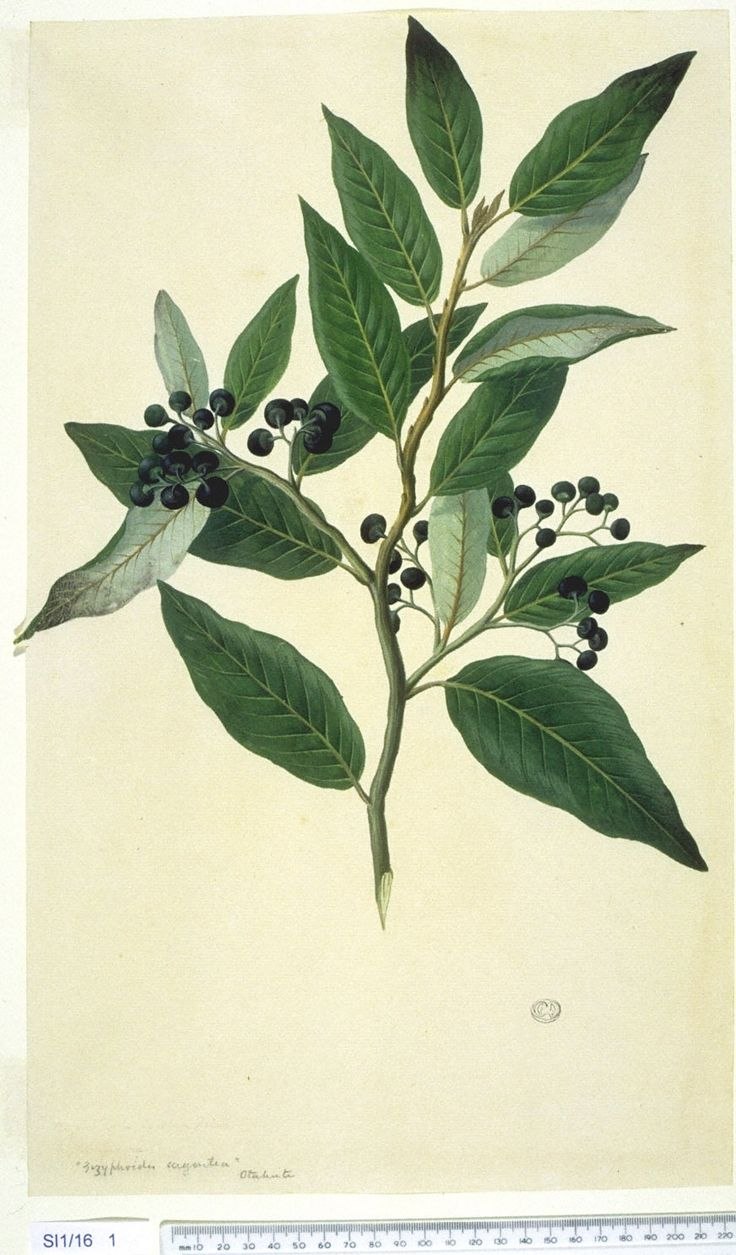 Corymbia ptychocarpa (Коримбия складчатоплодная