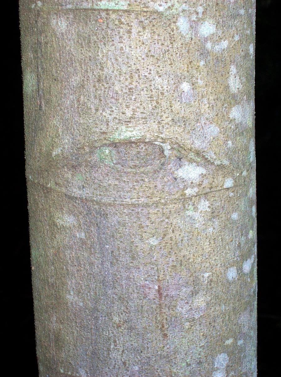 Альфитония унабивидная