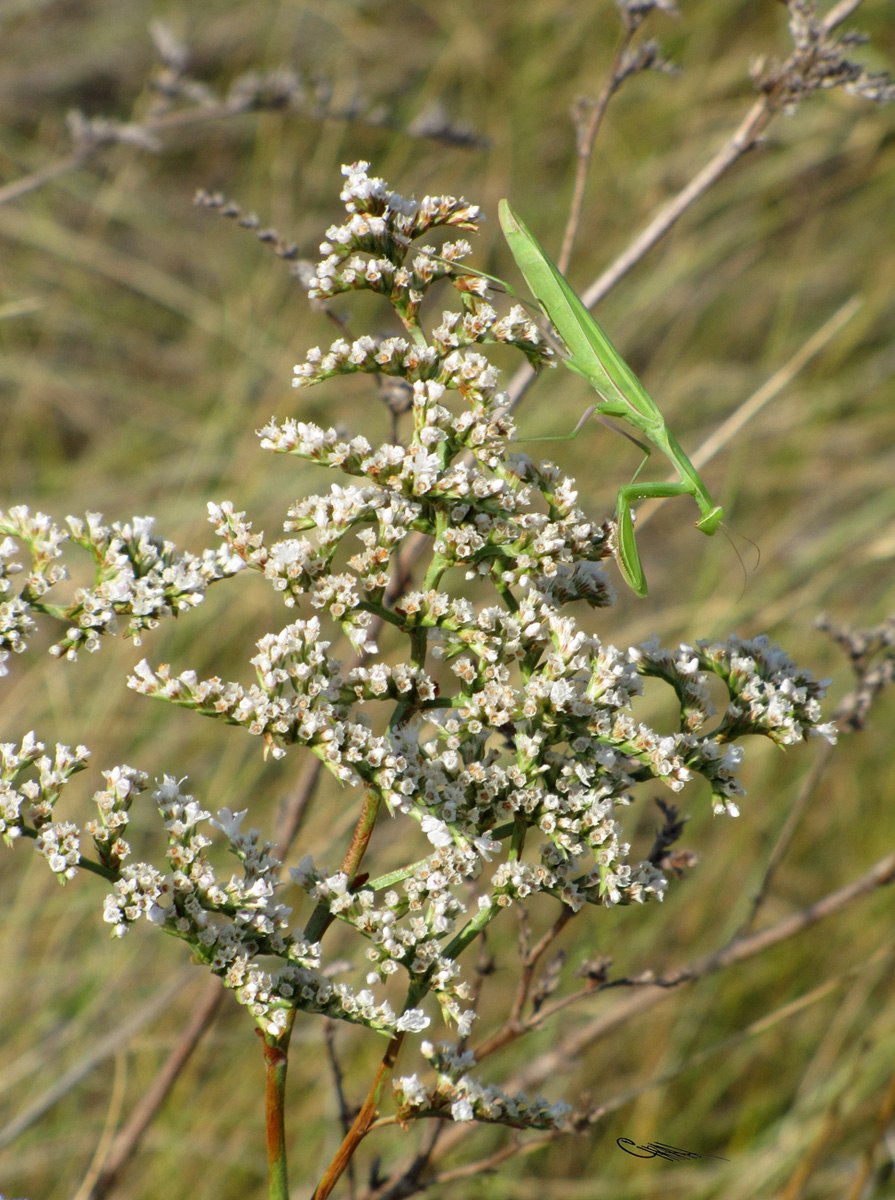 Гониолимон Степной