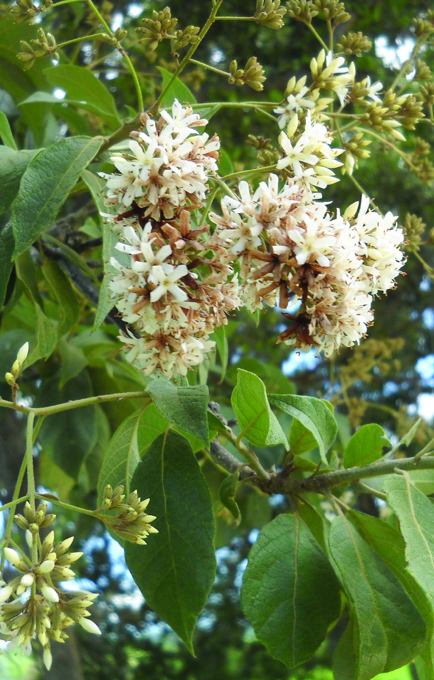 Кордия двенадцатитычиночная