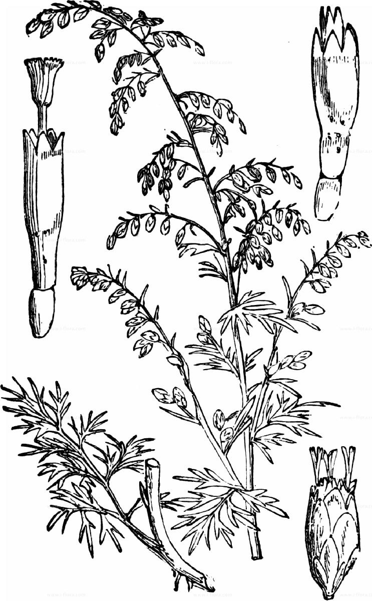 Полынь арктосибирская