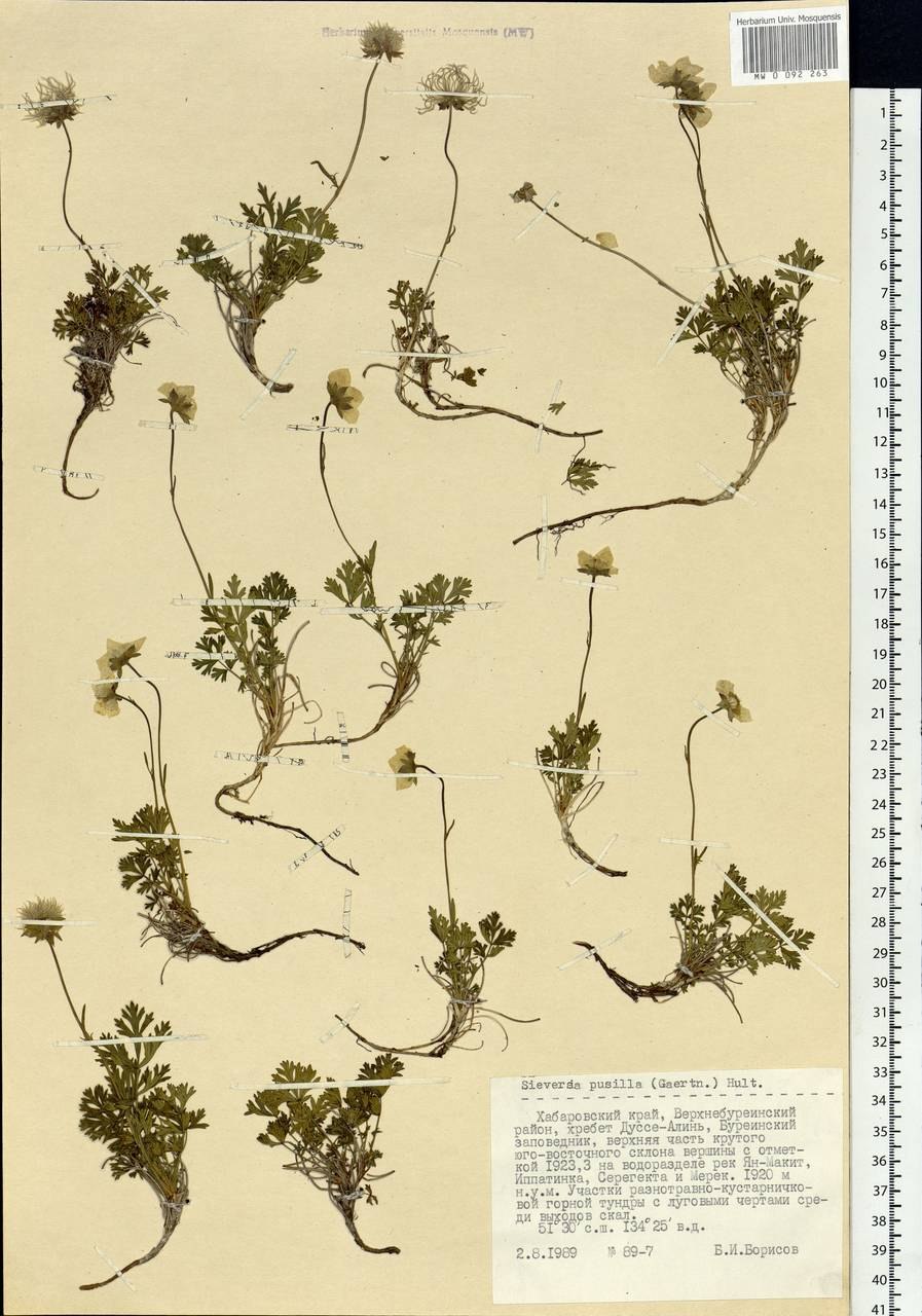 Geum pentapetalum