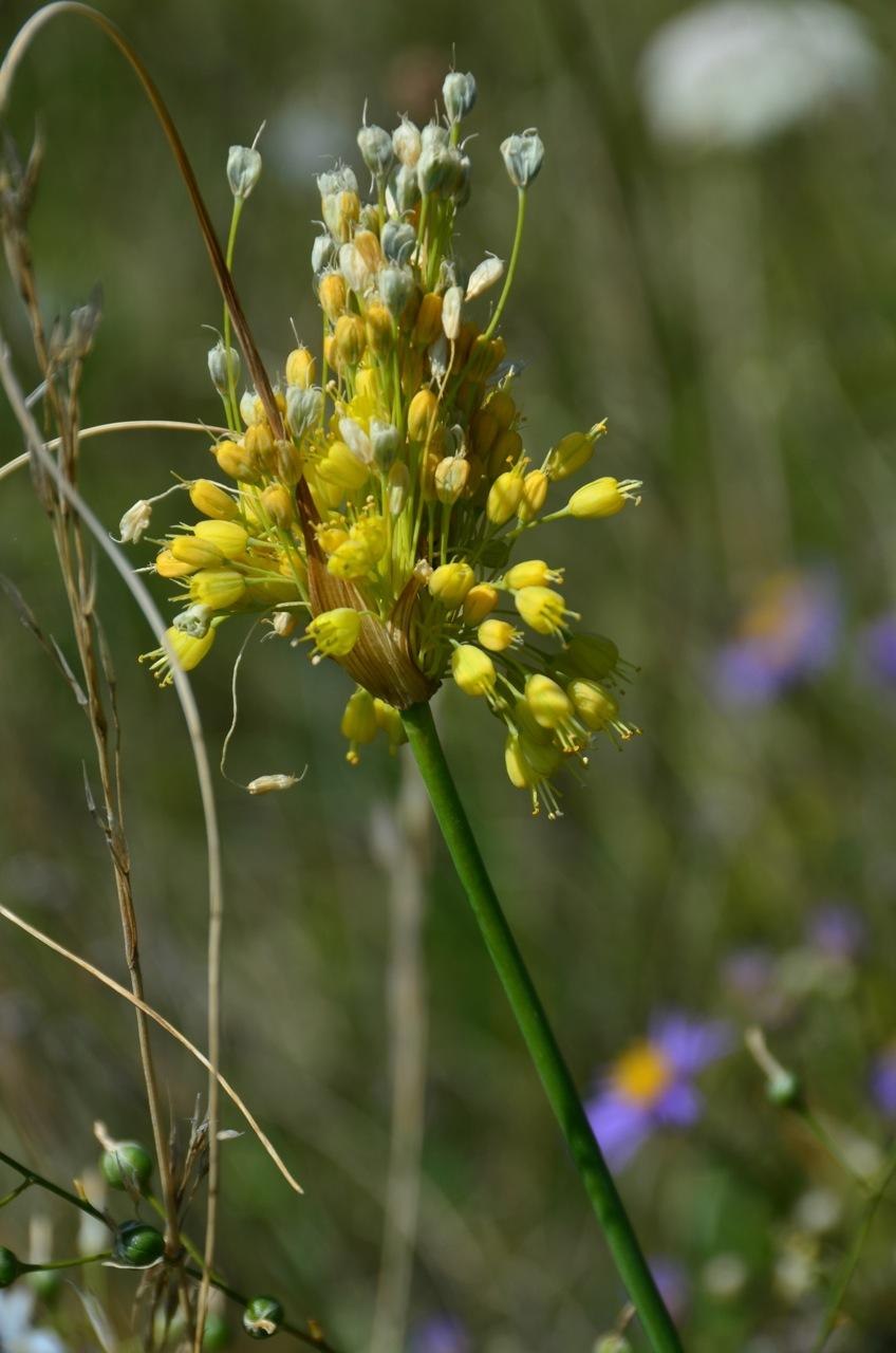 Лук желтеющий Allium flavescens Bess.